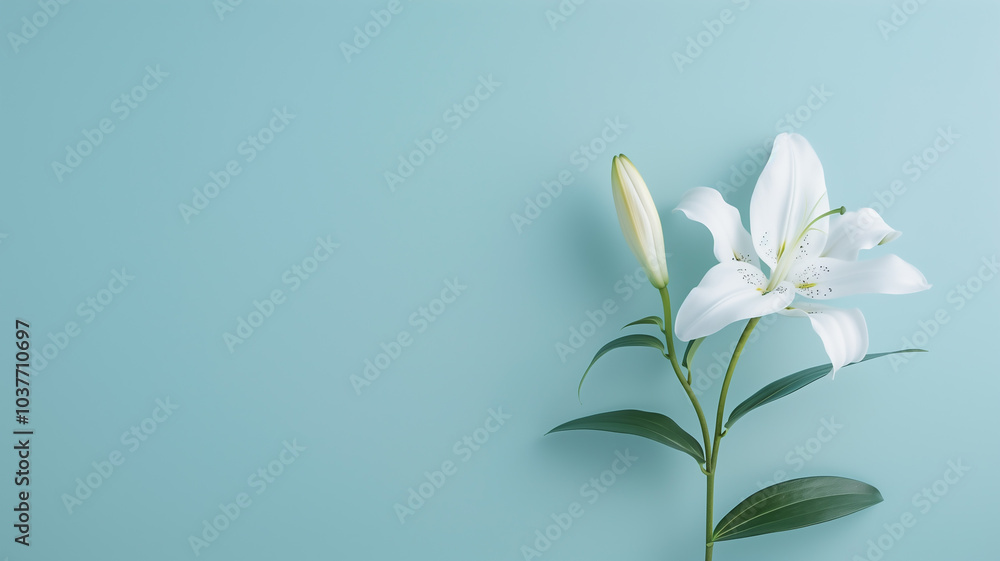 White Lily Flower on Light Blue Background with Copy Space White Lily Flower on Light Blue Background with Copy Space
