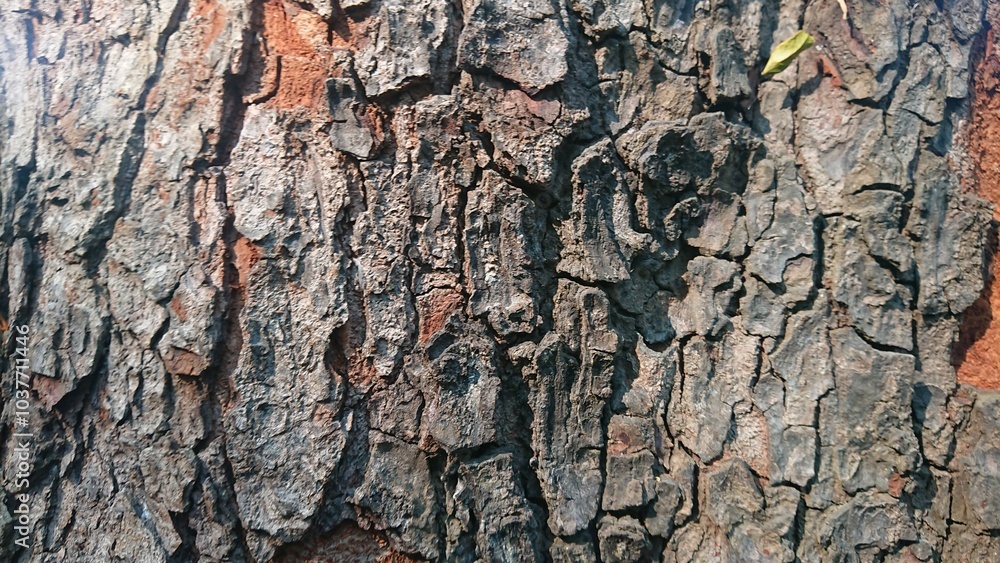 Texture of Wood at Hot Sunny Day Texture of Wood at Hot Sunny Day