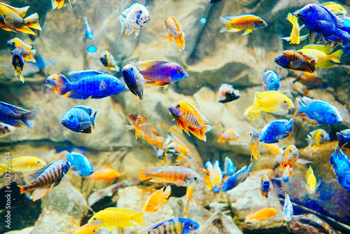 Canvas Print colorful Cichlid fish actively swim in aquarium