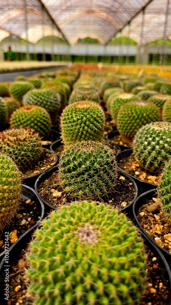 close em vários pequenos vasos de plantas cactos close em vários pequenos vasos de plantas cactos