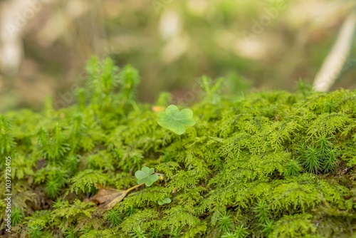 ハイゴケの上でひっそりと育つ三つ葉のクローバーのような植物 photo