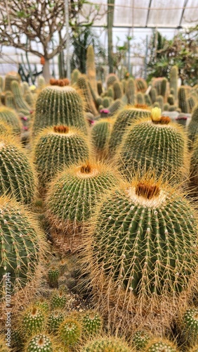 Close em uma plantação de cactos de varios tamanhos, verdes e com espinhos amarelos