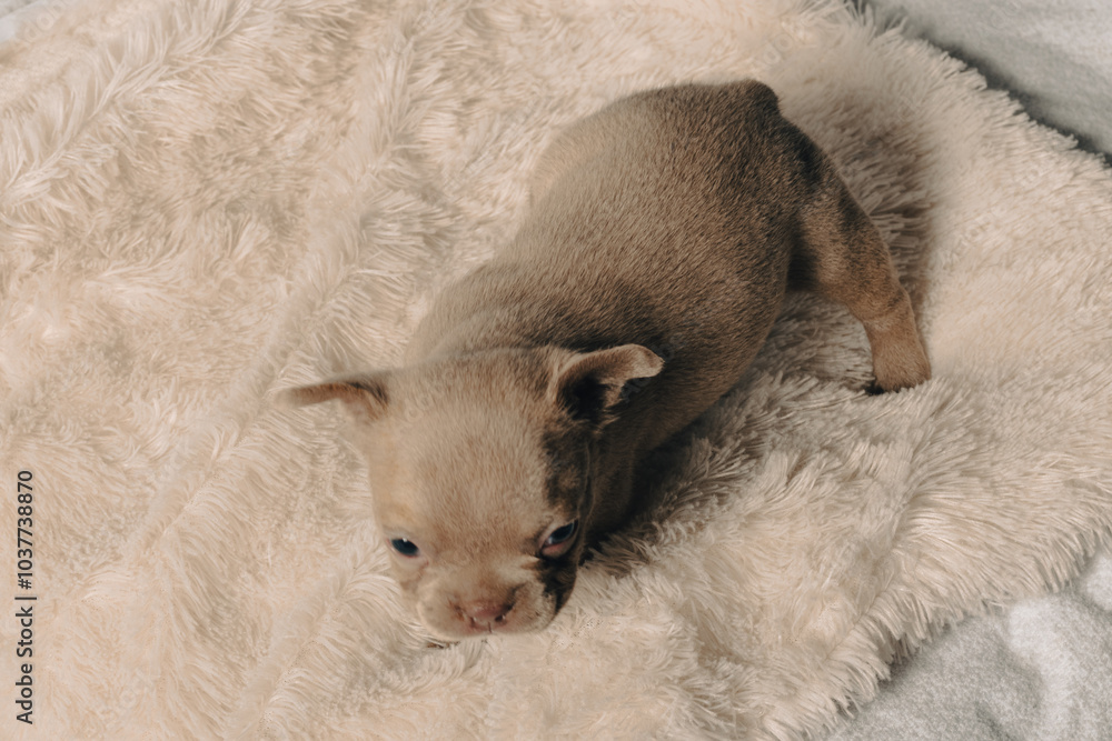 Photo session with portraits of white, brown, and spotted French bulldog puppies. Photo session with portraits of white, brown, and spotted French bulldog puppies.
