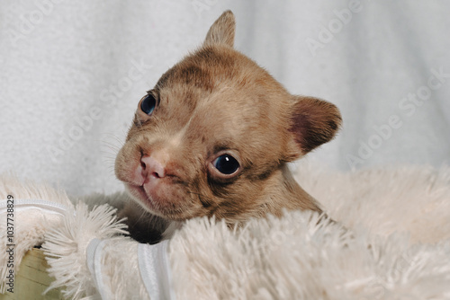 Photo session with portraits of white, brown, and spotted French bulldog puppies.