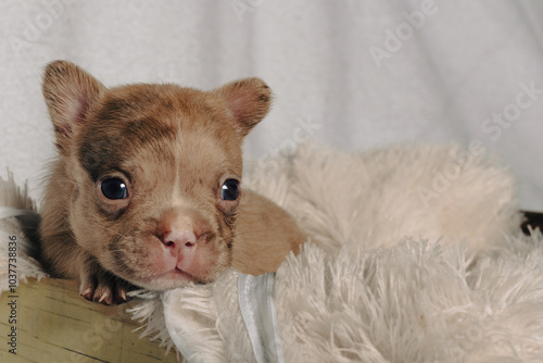 Photo session with portraits of white, brown, and spotted French bulldog puppies.