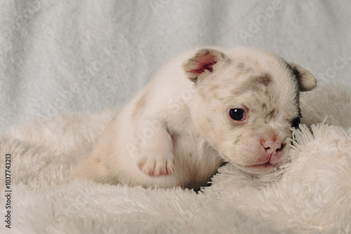 Photo session with portraits of white, brown, and spotted French bulldog puppies.