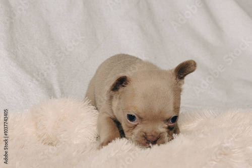 Photo session with portraits of white, brown, and spotted French bulldog puppies.