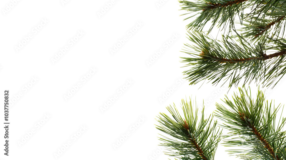 Green Pine Branches on a Dark Background, transparent bg Green Pine Branches on a Dark Background, transparent bg