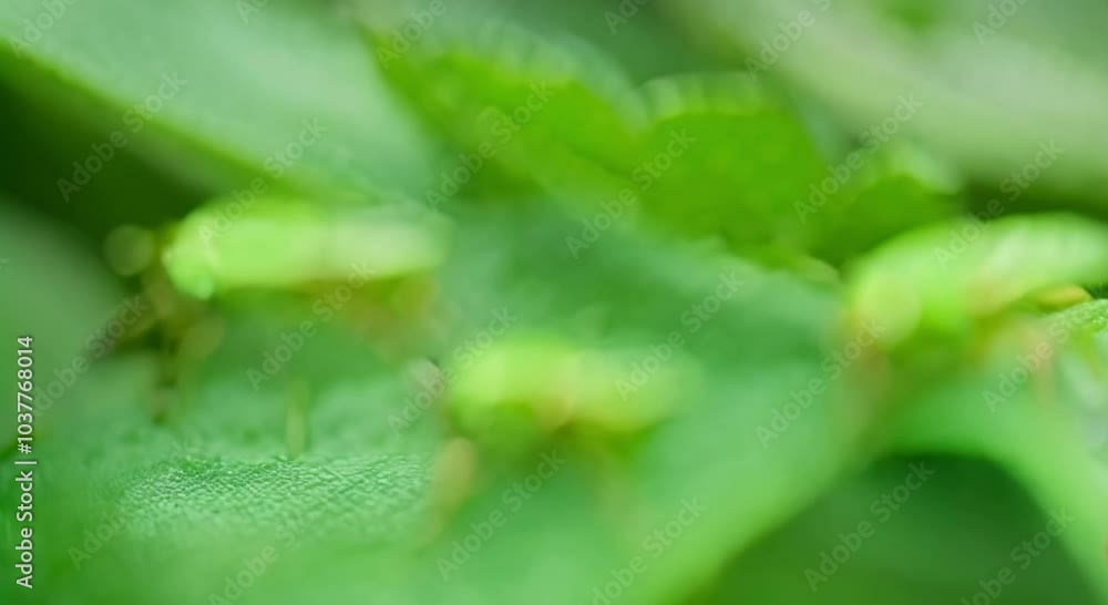The Art of Camouflage: Dew on Green Insects The Art of Camouflage: Dew on Green Insects
