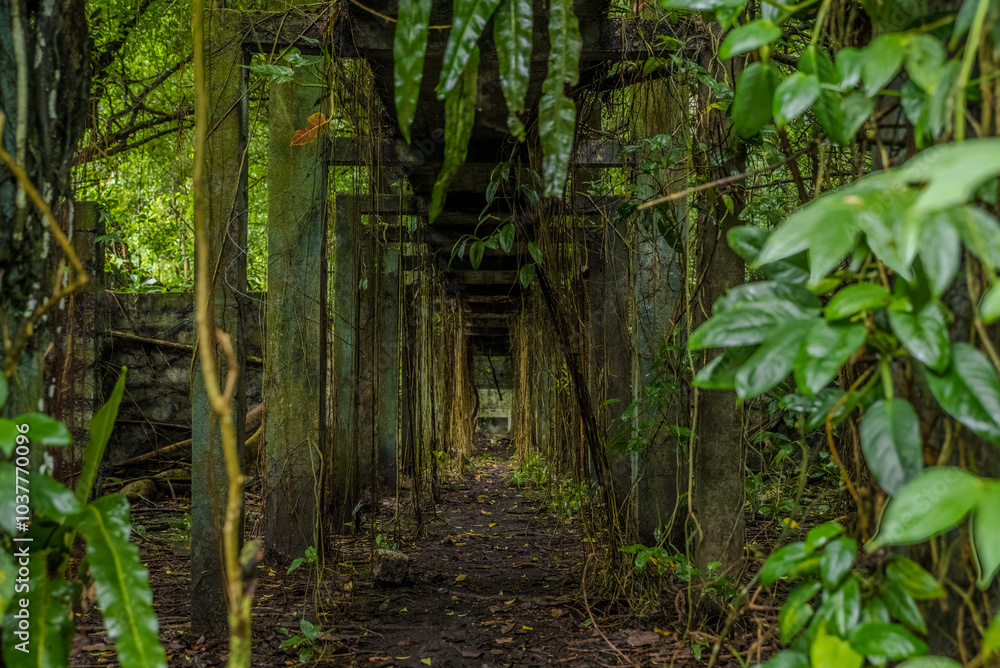 camino abandonado rodeado de naturaleza y jungla en medio del bosque tropical isla Gorgona en el pacifico colombiano camino abandonado rodeado de naturaleza y jungla en medio del bosque tropical isla Gorgona en el pacifico colombiano