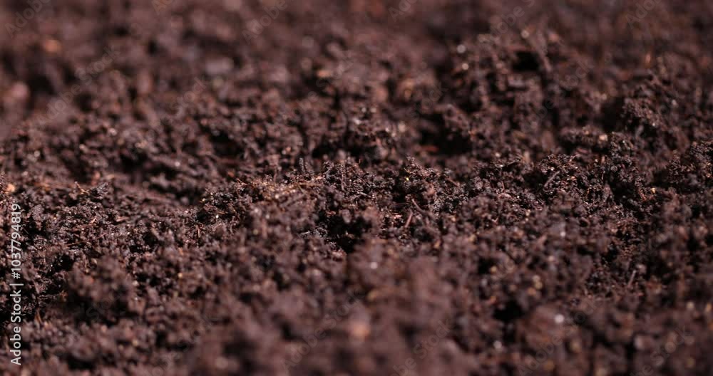 black fertile soil close-up, mixed soil with the addition of peat to increase fertility black fertile soil close-up, mixed soil with the addition of peat to increase fertility