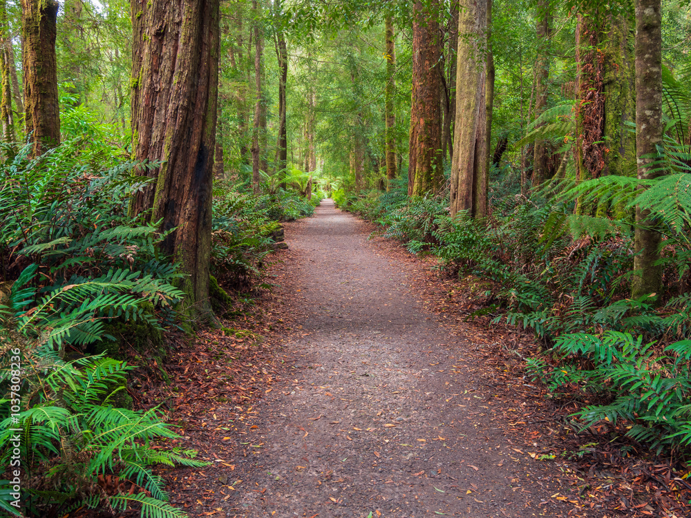 path in the forest path in the forest
