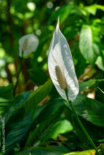 White peace lily flower (spathiphyllum cochlearispathum) against a blurred green background  photo