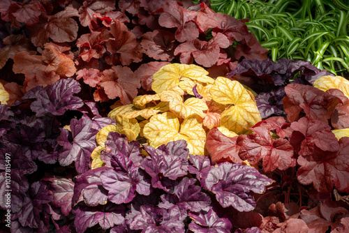 Colourful Coral Bell leaves in the sunshine (heuchera forever 'purple' or heuchera micrantha var. diversifolia 'palace purple', and heuchera kira 'arizona') 