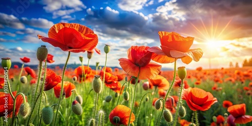 A vibrant field of poppies bathed in the golden glow of a setting sun, their delicate petals reaching towards the sky, creating a breathtaking spectacle of nature's beauty.