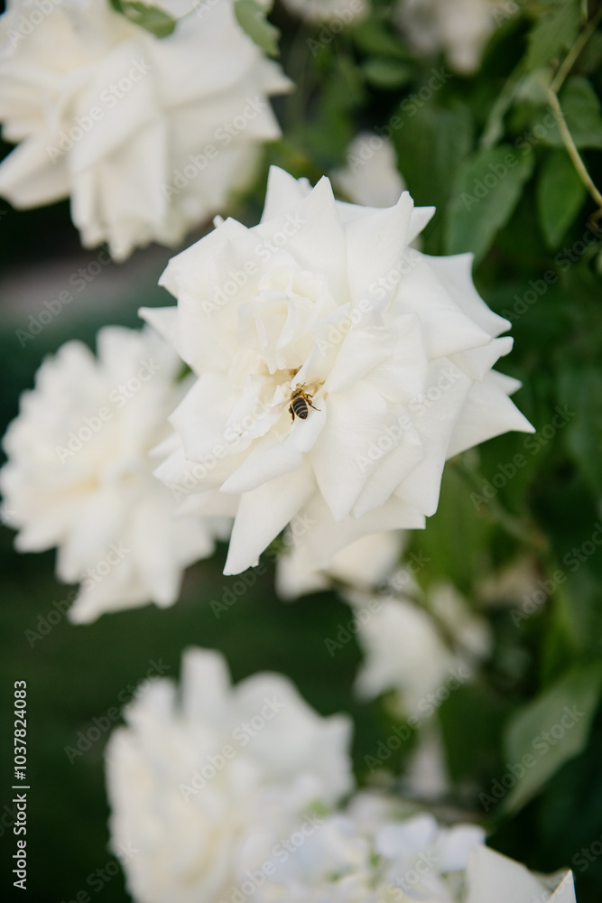 This is a closeup photograph showcasing a beautiful white flower that has a bee resting on its delicate petals This is a closeup photograph showcasing a beautiful white flower that has a bee resting on its delicate petals