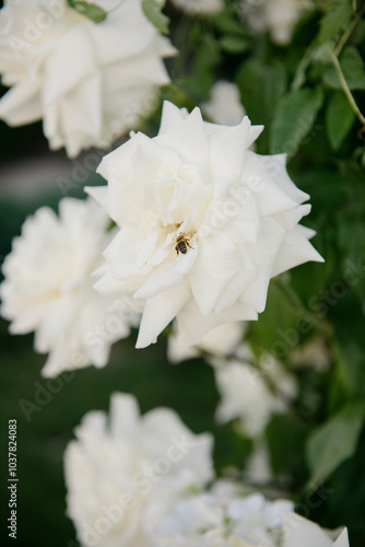 This is a closeup photograph showcasing a beautiful white flower that has a bee resting on its delicate petals