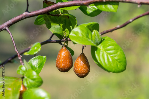 Close up of brown fruits on Sinojackia xylocarpa tree