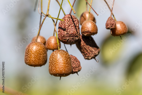 Jacktree Sinojackia xylocarpa cluster of ovoid brown fruits