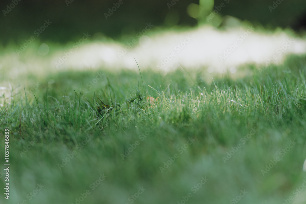 A detailed closeup view of a vibrant, lush green field filled with healthy, thriving grass that creates a serene natural landscape A detailed closeup view of a vibrant, lush green field filled with healthy, thriving grass that creates a serene natural landscape