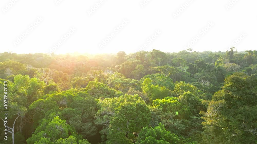 Aerial videos captured with drone of rivers surrounded by large Amazon rainforests, flooded forests of the jungle in the Amazon region of Peru Aerial videos captured with drone of rivers surrounded by large Amazon rainforests, flooded forests of the jungle in the Amazon region of Peru