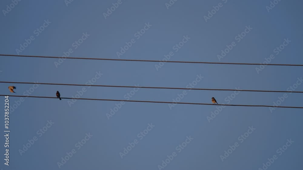 bird on a electric wire power line with another bird flying by bird on a electric wire power line with another bird flying by
