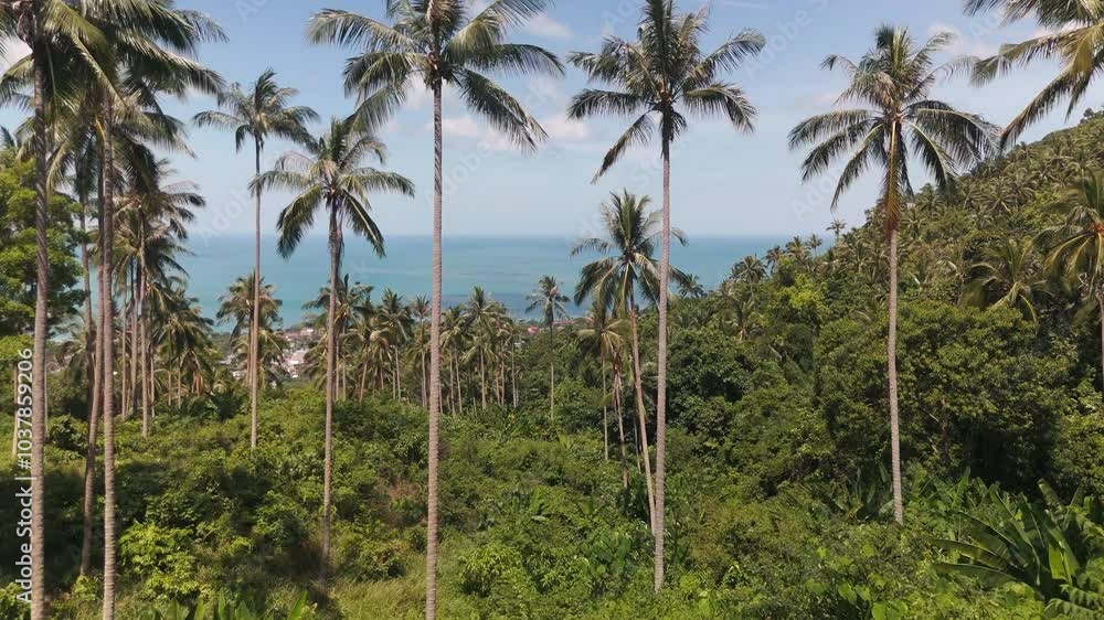 Green palm trees in tropical forest on island in vast ocean island nature tropical surroundings warm temperatures. Island with green palms in vibrant tropical forest in ocean island tropical plants. Green palm trees in tropical forest on island in vast ocean island nature tropical surroundings warm temperatures. Island with green palms in vibrant tropical forest in ocean island tropical plants.