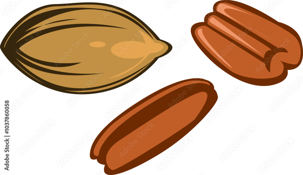 simple illustration of pecan seed and nut