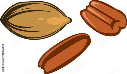 simple illustration of pecan seed and nut
