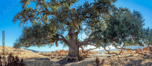 panoramic view of a single tree with wide branch