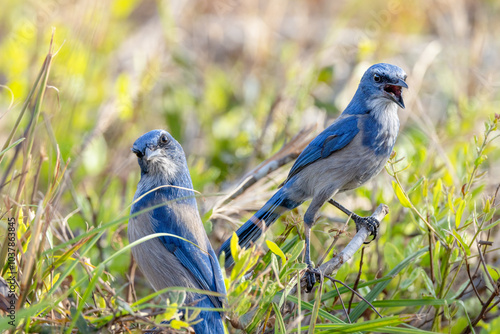 Photos Two Florida scrub-jays (Aphelocoma coerulescens) showing personality at Oscar Sc