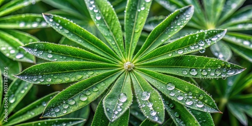 Aerial view of large green lupine leaves covered in dew