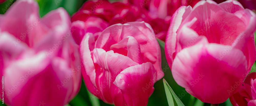 Obraz premium Pink spring flowers tulips. Spring background for Easter or Valentines Day. Beautiful bouquet of tulips in spring with blurred background. Bright purple color of blossom tulips. Violet Spring flower.