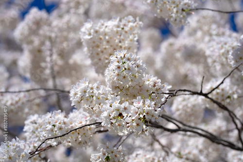 Bunches of plum blossom with white flowers against the blue sky. Spring blossom background. Blossoming apple tree branch on sky background. Spring flowering tree branch with white flowers.