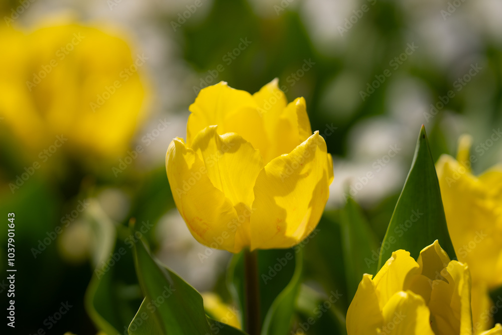 Spring garden. Beautiful yellow tulip flowers on spring nature. Close-up of closely bundled tulips. Tulip field. Spring tulip. Yellow tulips flowers in spring garden. Yellow blossom. Spring garden. Beautiful yellow tulip flowers on spring nature. Close-up of closely bundled tulips. Tulip field. Spring tulip. Yellow tulips flowers in spring garden. Yellow blossom.
