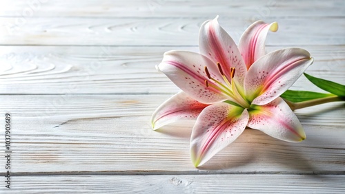 Macro delicate lily flower on white wooden background