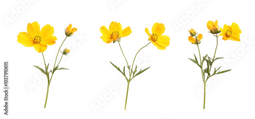 three set of A bunch of yellow flowers isolated transparent background