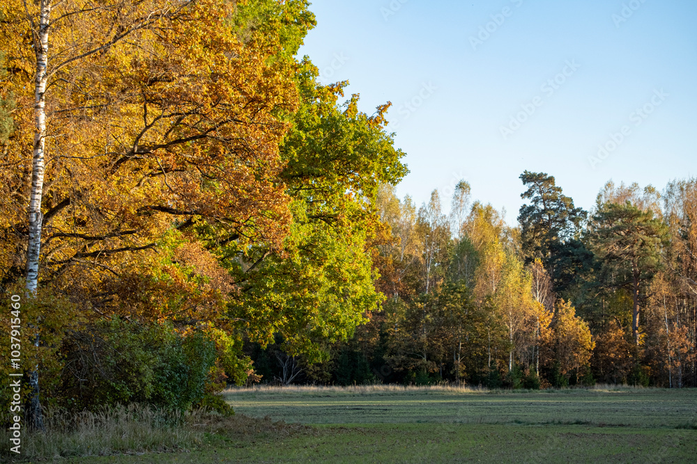 Autumn landscape with a forest and a field Autumn landscape with a forest and a field