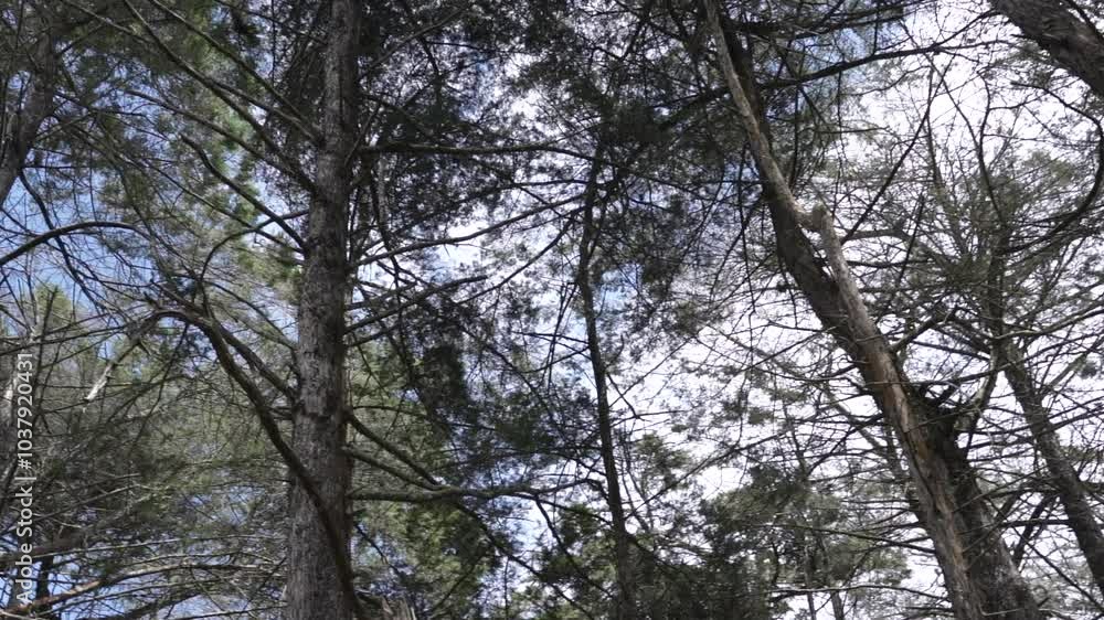 Trees in the forest Camera movement through forest thicket. Look up through the trees at the blue sky, outdoors Trees in the forest Camera movement through forest thicket. Look up through the trees at the blue sky, outdoors