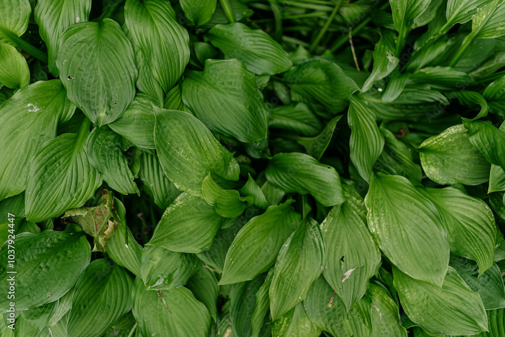 This image showcases a detailed close up of a lush bunch of vibrant green leaves densely clustered together on a beautiful plant