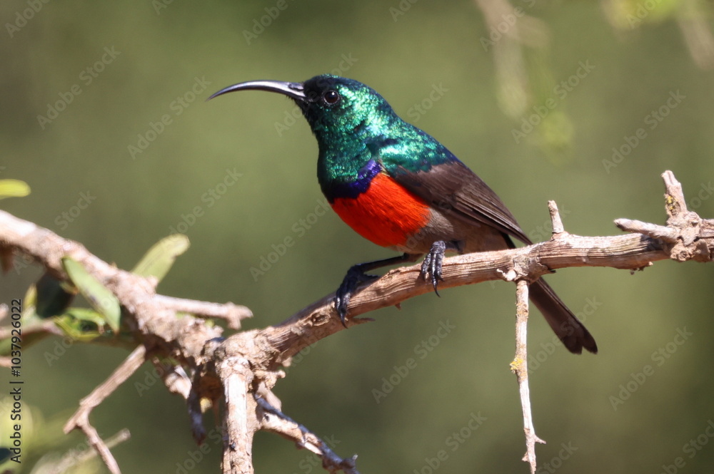 Sunbird beauty Sunbird beauty
