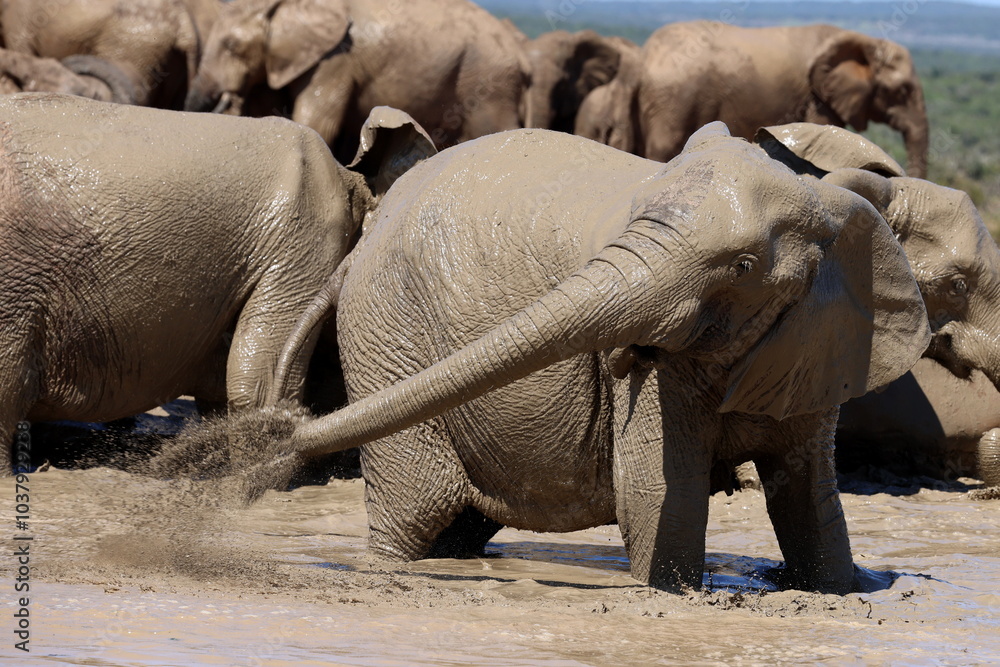 Fototapeta premium Elephant spraying water
