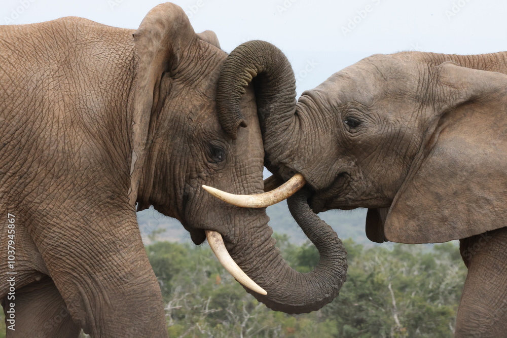 Obraz premium Elephant trunk art