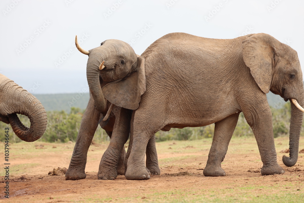 Obraz premium Move along