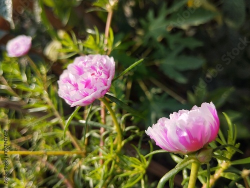 Wallpaper Mural portulaca grandiflora, beautiful pink flower bloom in the morning in the garden. nature background concept  Torontodigital.ca