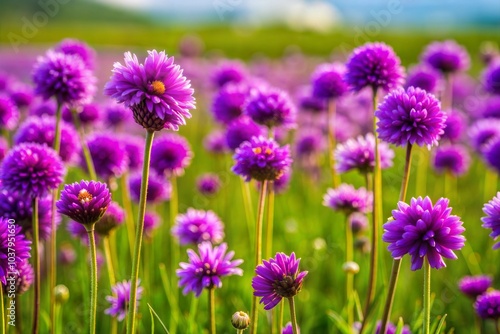 Field of vibrant purple flowers in full bloom close-up