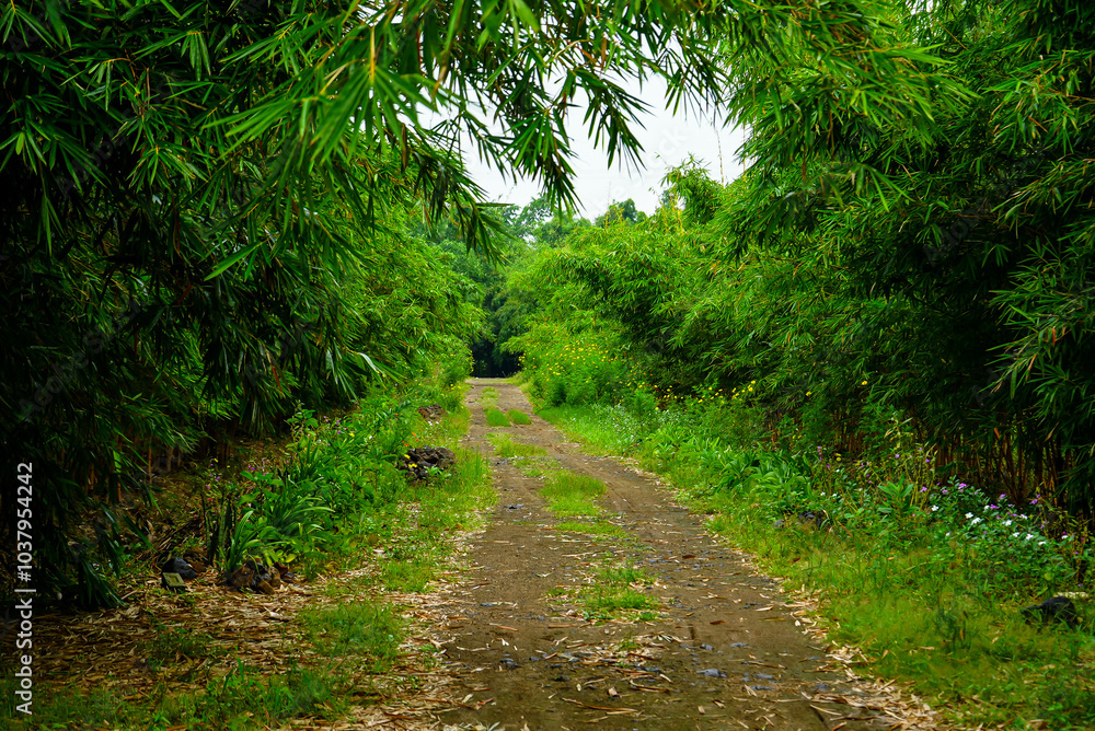 Fototapeta premium A forest landscape unfolds with towering trees, dappled sunlight filtering through leaves, rich undergrowth, winding trails, vibrant wildlife calls, and a serene, timeless natural ambiance.