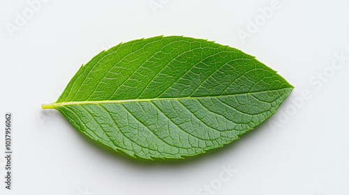 A single green leaf with detailed veins, displayed against a plain white background, highlighting its vibrant color and natural texture.