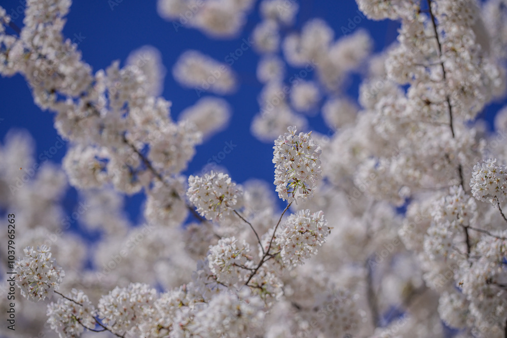Spring background. Blossom Cherry tree flowers on blue sky background. Spring flowers. Blooming tree branch with large white flowers. Flowering. Spring pattern. Spring background. Blossom Cherry tree flowers on blue sky background. Spring flowers. Blooming tree branch with large white flowers. Flowering. Spring pattern.