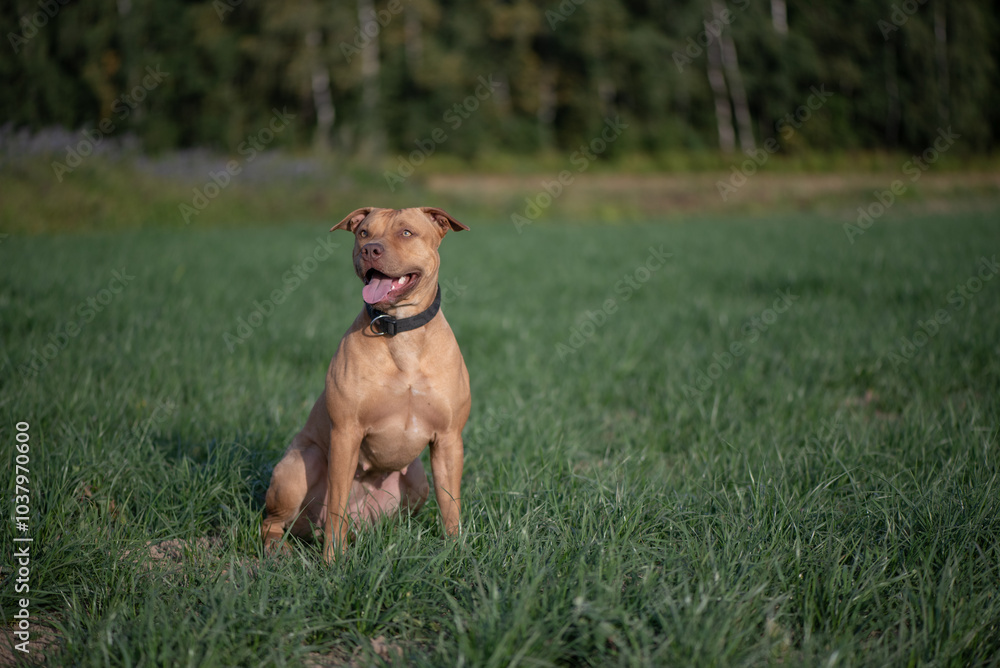 American Pit Bull Terrier playing on the field. American Pit Bull Terrier playing on the field.